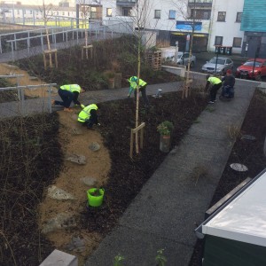 Coppicing 1