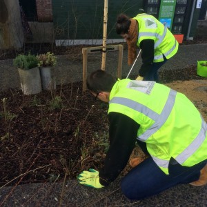 Coppicing 2